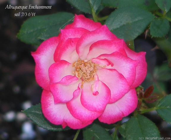 'Albuquerque Enchantment' rose photo