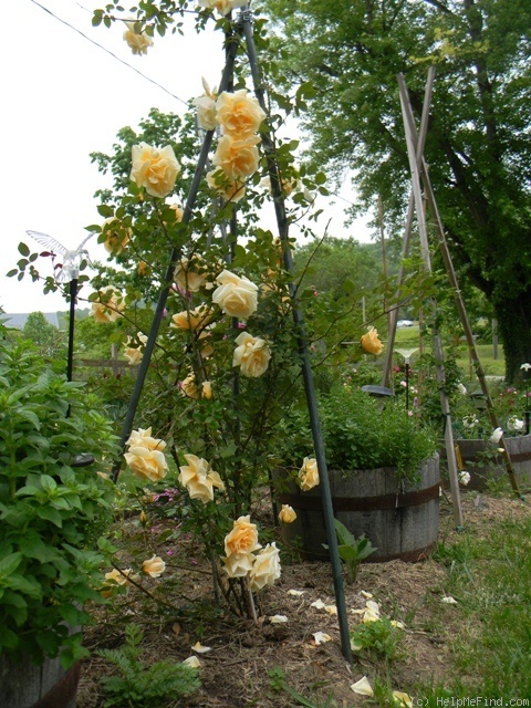 'Lady Hillingdon, Cl. (Tea Cl, Hicks, 1917)' rose photo