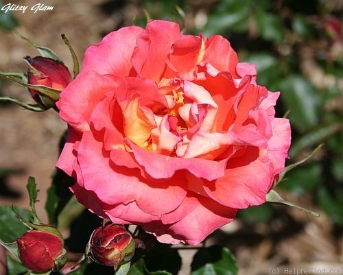 'Glitzy Glam' rose photo