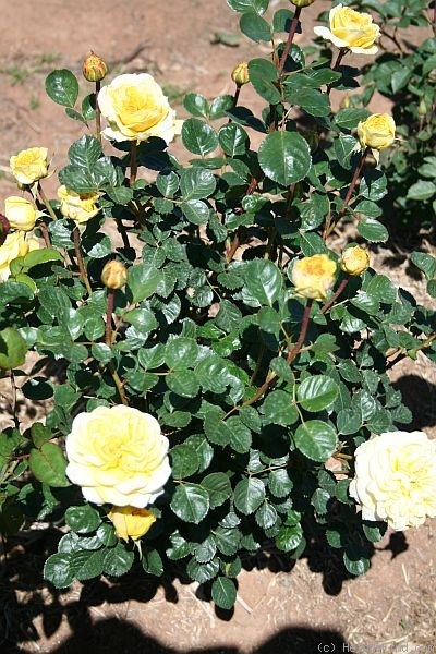 'Skeeter' rose photo