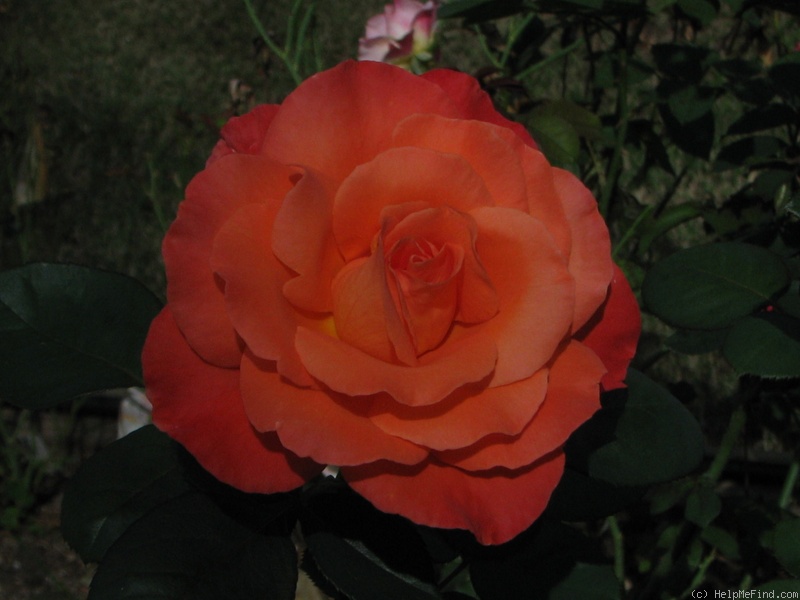 'Hope's Vision' rose photo