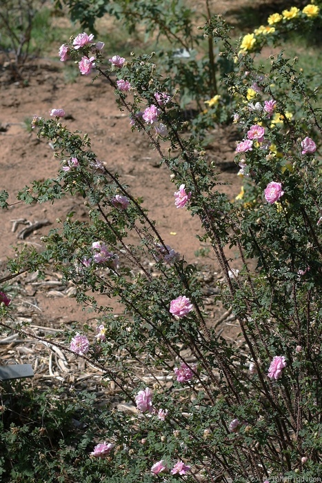 'Carnea plena (spinosissima)' rose photo