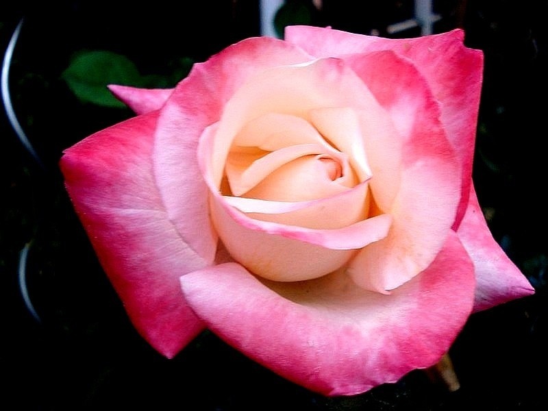 'Gemini (hybrid tea, Zary 1999)' rose photo