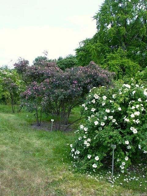 'R. glauca' rose photo