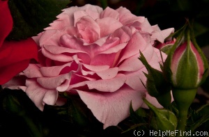 'MEItonje' rose photo