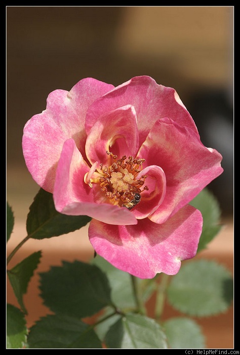 'OPK206-1' rose photo