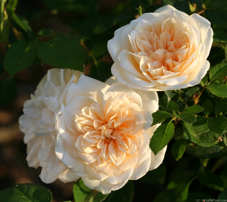 'Alister Stella Gray (noisette, Gray, 1894)' rose photo