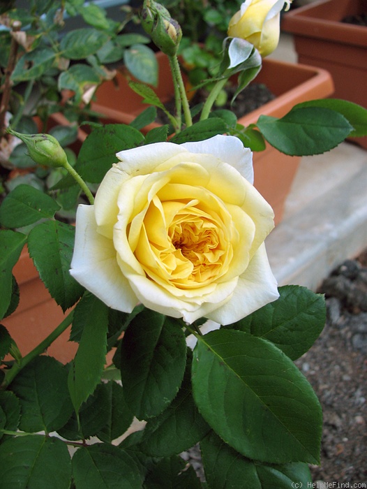 'Yellow Button ®' rose photo