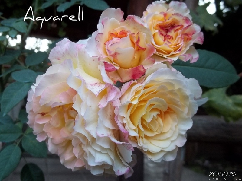 'Aquarell (hybrid tea, Evers/Tantau 1999)' rose photo