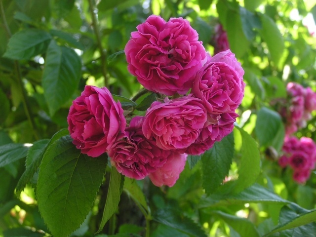 'Langford' rose photo