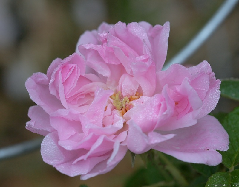 'Autumn Damask' rose photo