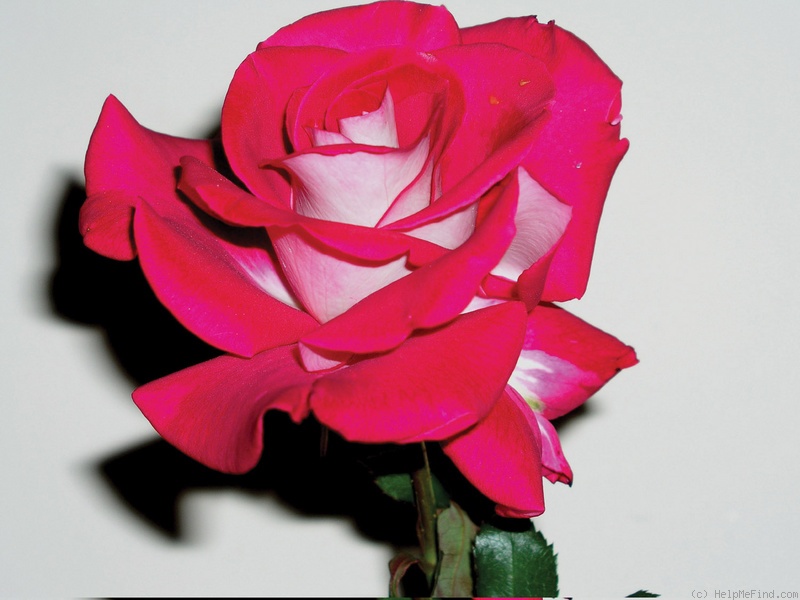 'Elizabeth Marie' rose photo