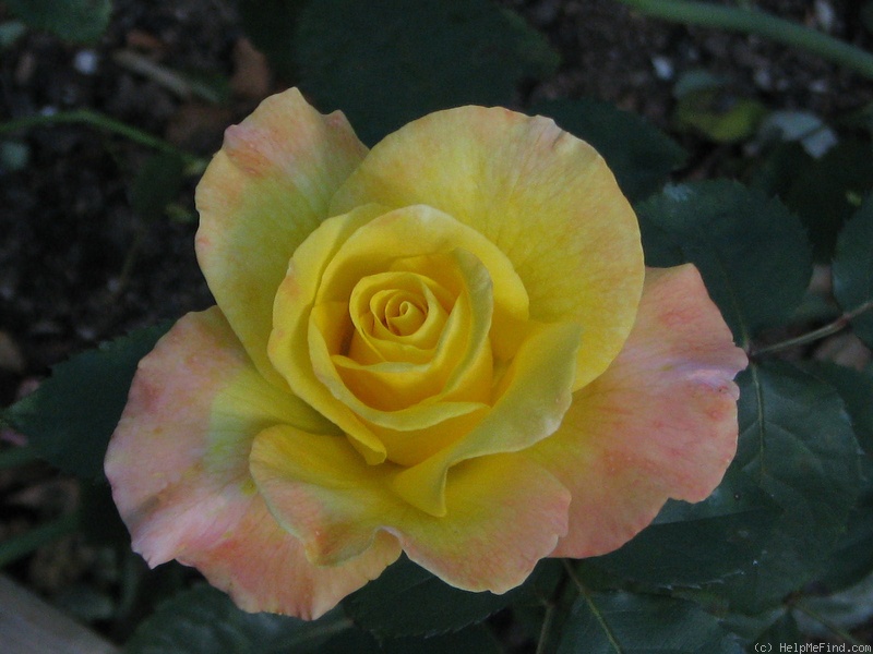 'Wilson Rose Garden' rose photo