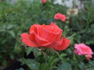 'Ange Divin' rose photo