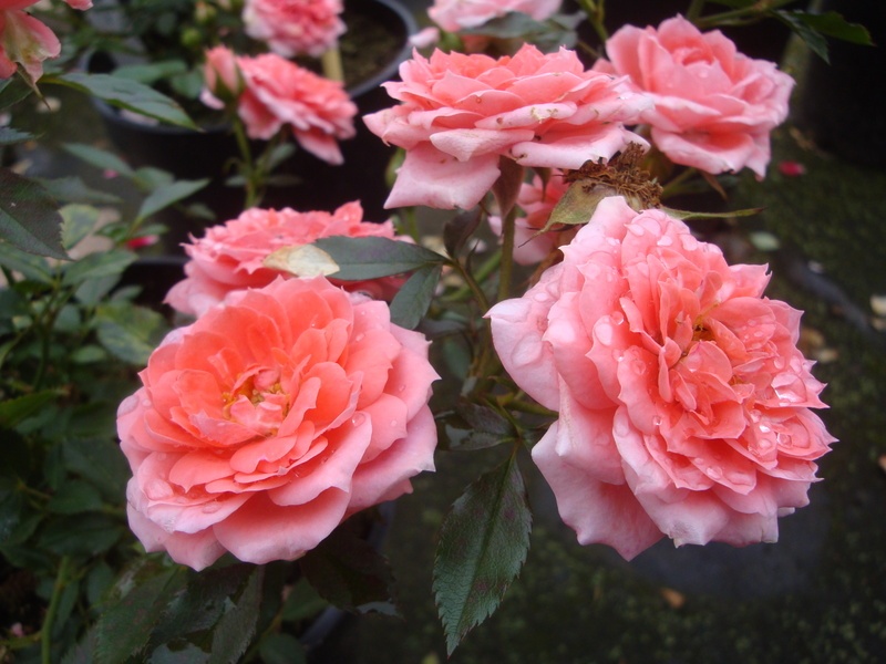 'Rosy Ann' rose photo