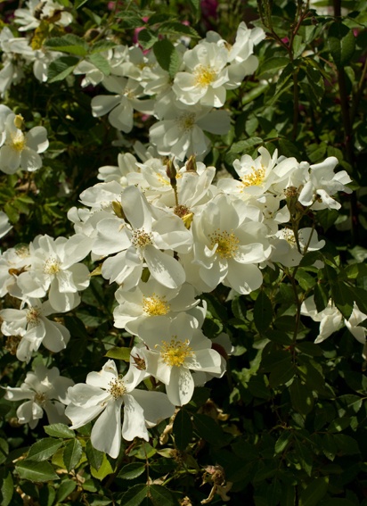 'Kartause Ittingen' rose photo
