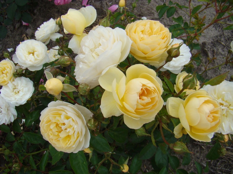 'La Feuillerie ®' rose photo