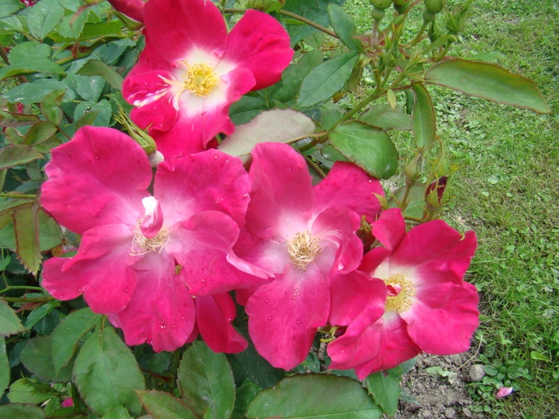 'VELpagared' rose photo