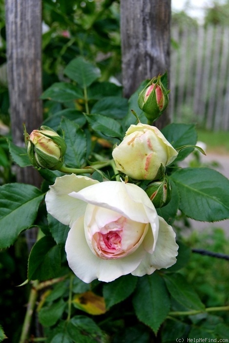 'Blanc Pierre de Ronsard' rose photo