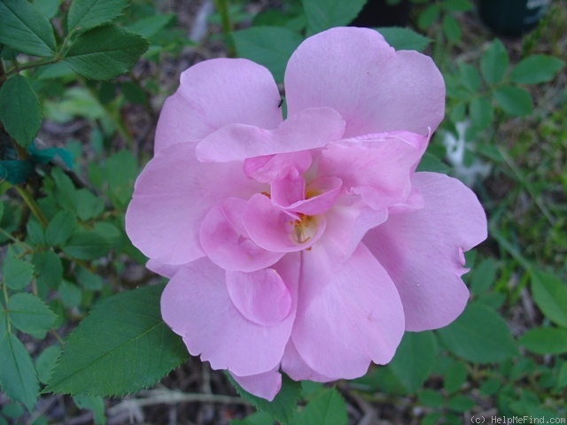 'Applejack (shrub, Buck, 1962/73)' rose photo