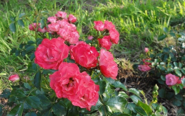 'Smooth Meidiland ®' rose photo