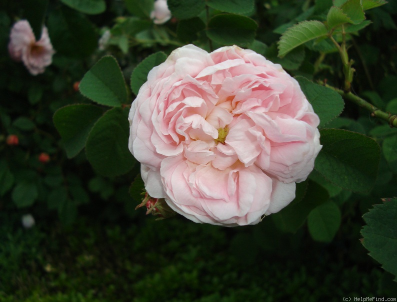 'Belle Isis (gallica, Parmentier, by 1845)' rose photo