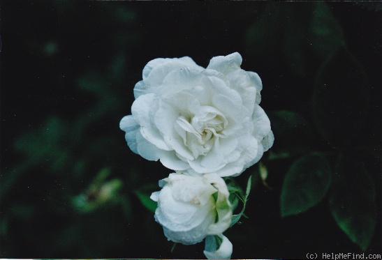 'Blanc de Vibert' rose photo