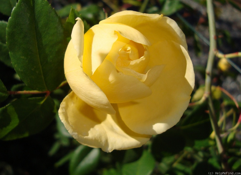 'Gardenia (rambler, Horvath/Manda, 1898)' rose photo