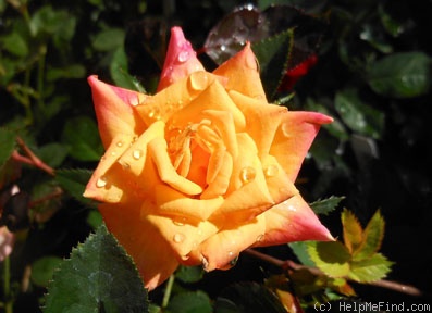 'Amber Sunset' rose photo