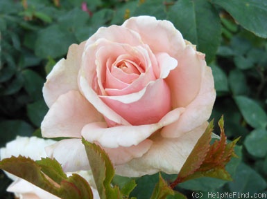 'Ambiance ™ (mini-flora, Benardella, 2002)' rose photo