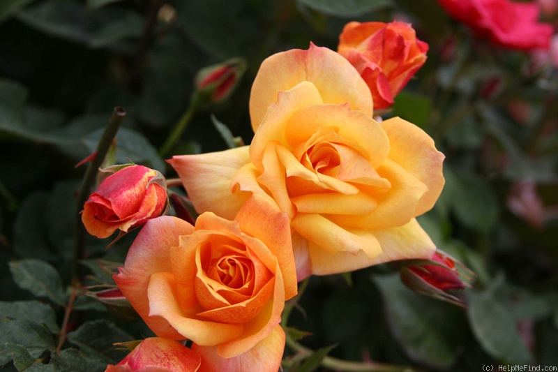 'Anna Louise' rose photo