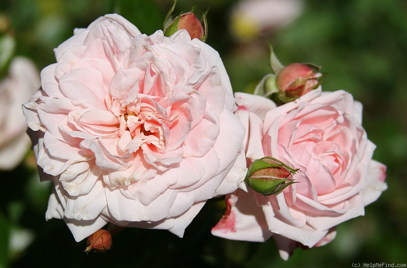 'Awakening (Large Flowered Climber, discovered by Jan Bohm, 1935)' rose photo