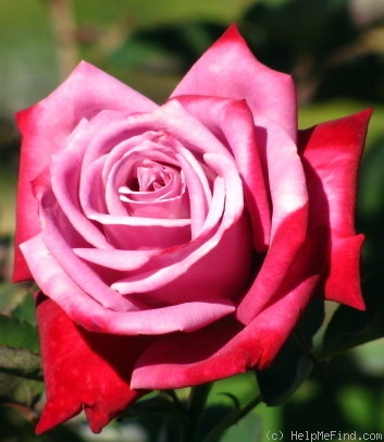 'Dr. John Dickman' rose photo