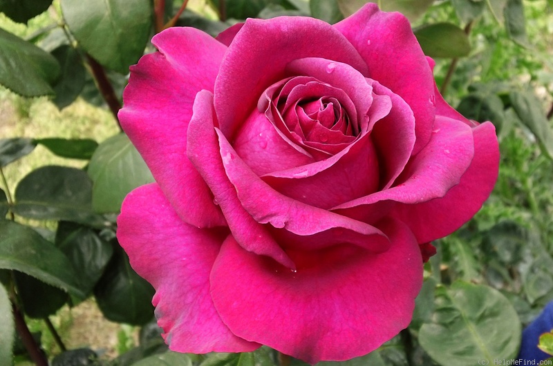 'Big Purple' rose photo