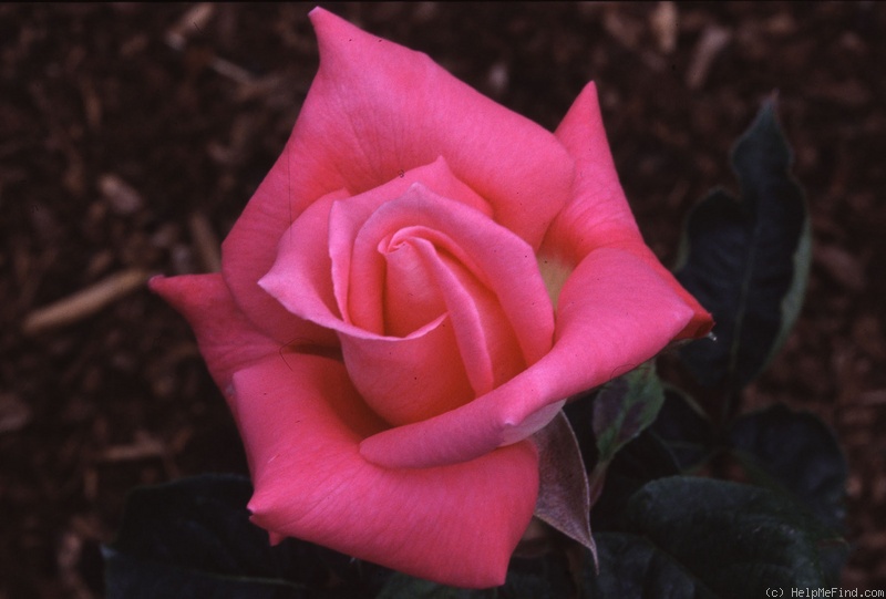 'Bobby Charlton' rose photo