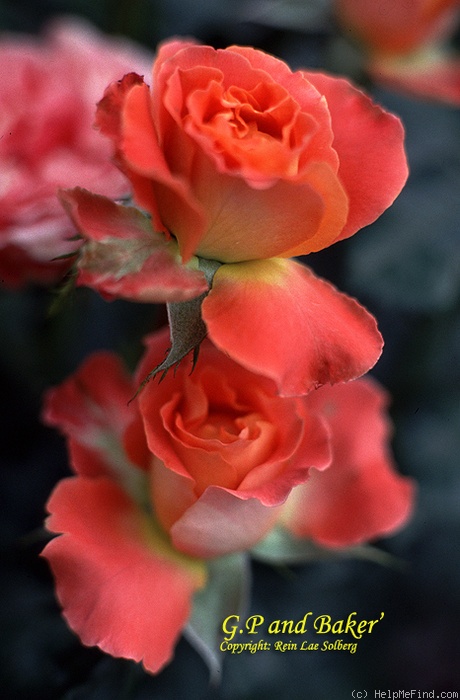 'G.P. & J. Baker' rose photo