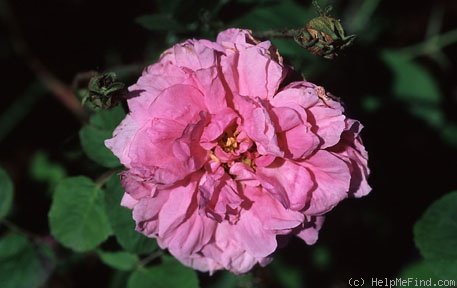 'Cabbage Rose' rose photo