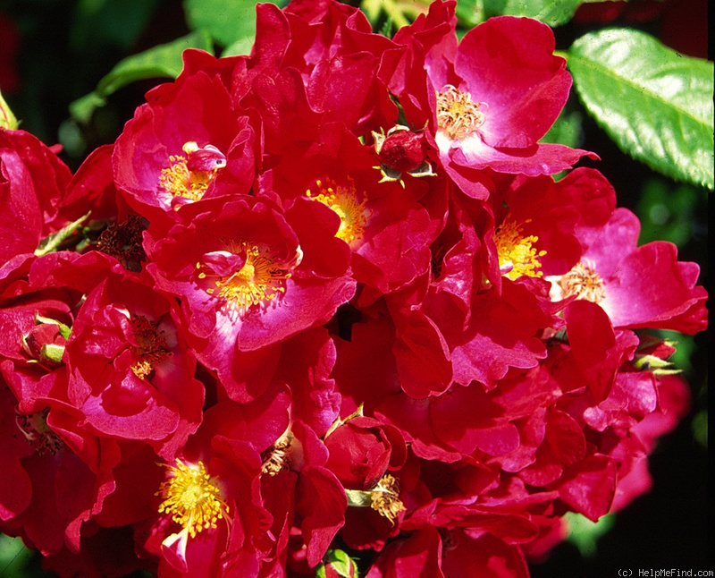 'Cherries Jubilee ™' rose photo