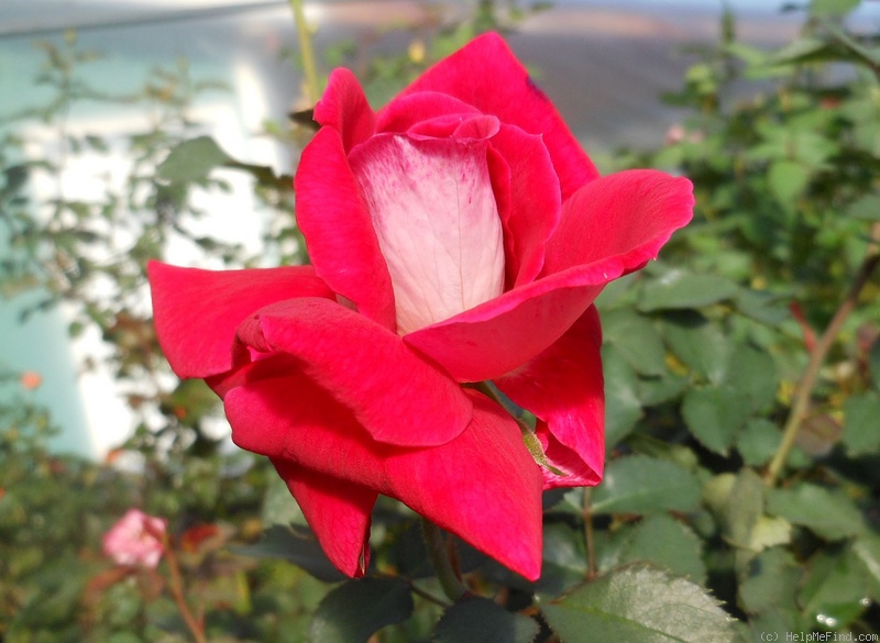 'Cherry Cordial' rose photo