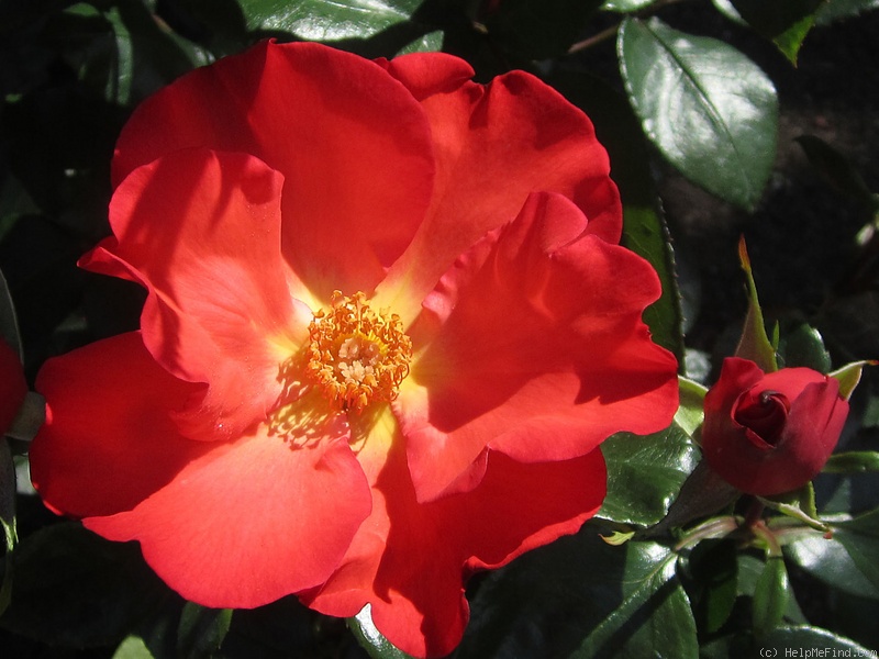 'Christine (climber, Clements, 1998)' rose photo