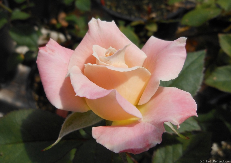 'Cole Miners Daughter' rose photo