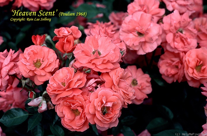'Heaven Scent (Floribunda. Poulsen. 1968)' rose photo