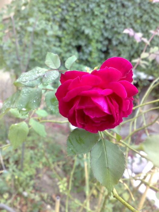 'Gruss an Teplitz' rose photo