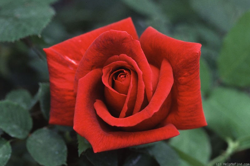 'Crimson Glory, Cl.' rose photo