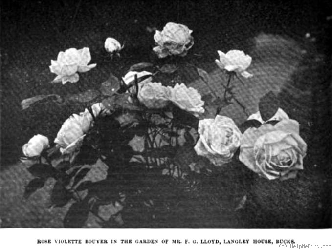 'Violette Bouyer' rose photo