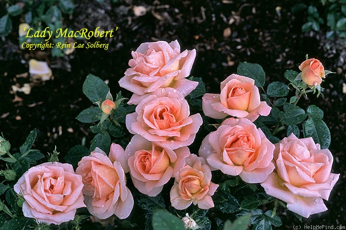 'Lady MacRobert' rose photo
