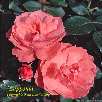 'Lapponia ®' rose photo
