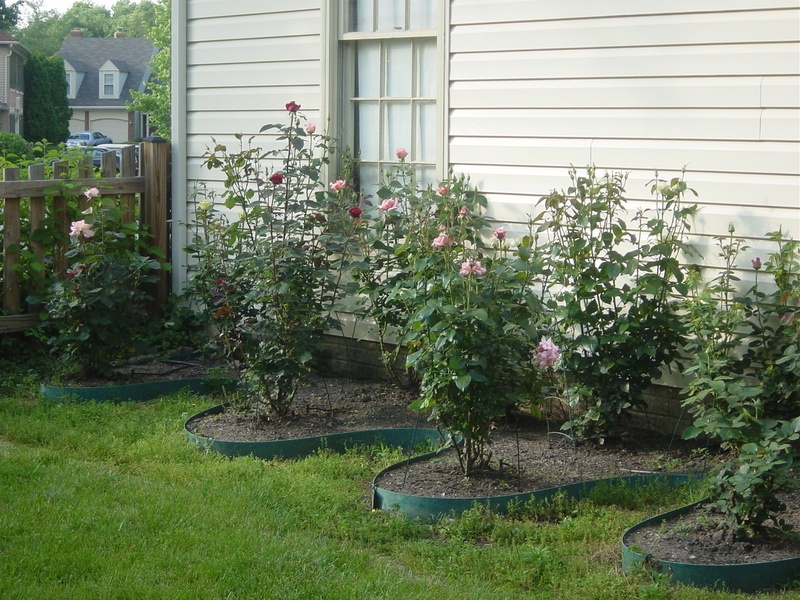 'Wood Rose Garden'  photo