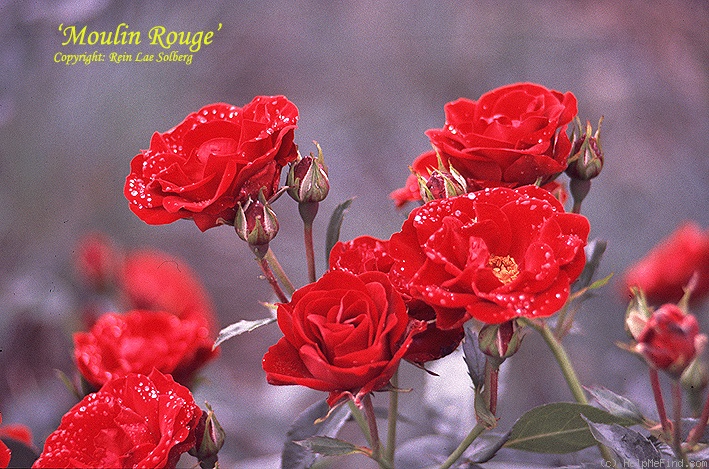 'Moulin Rouge ® (floribunda, Meilland, 1951)' rose photo