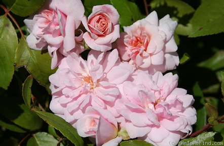 'Everblooming Cl. Cecile Brunner' rose photo